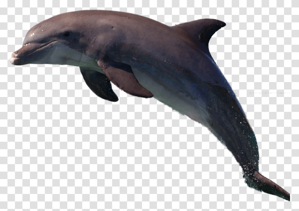 Dolphin Image Common Bottlenose Dolphin, Sea Life, Animal, Mammal, Shark Transparent Png