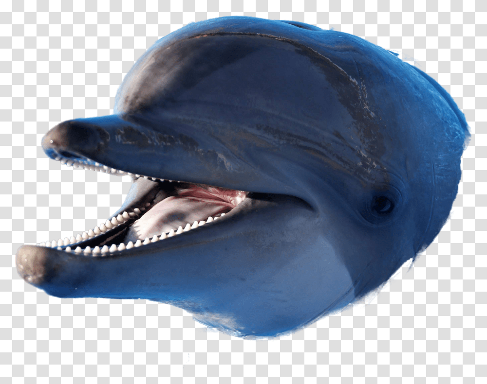 Dolphin Image Dolphin Eh Eh Meme, Sea Life, Animal, Mammal Transparent Png