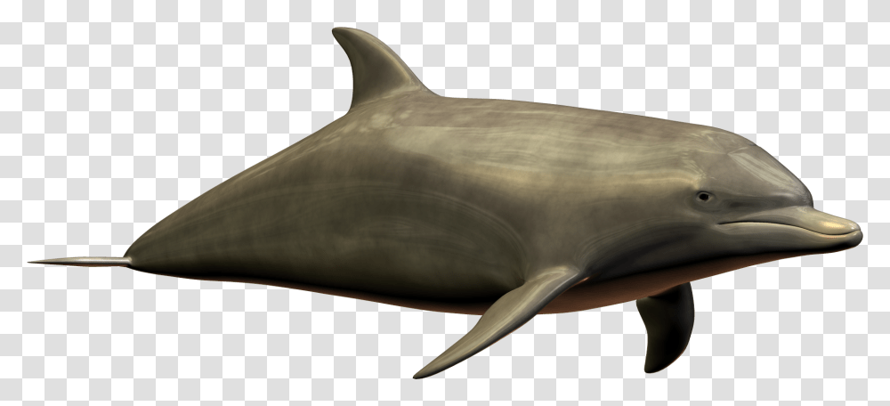 Dolphin Image Free Download, Mammal, Sea Life, Animal, Shark Transparent Png