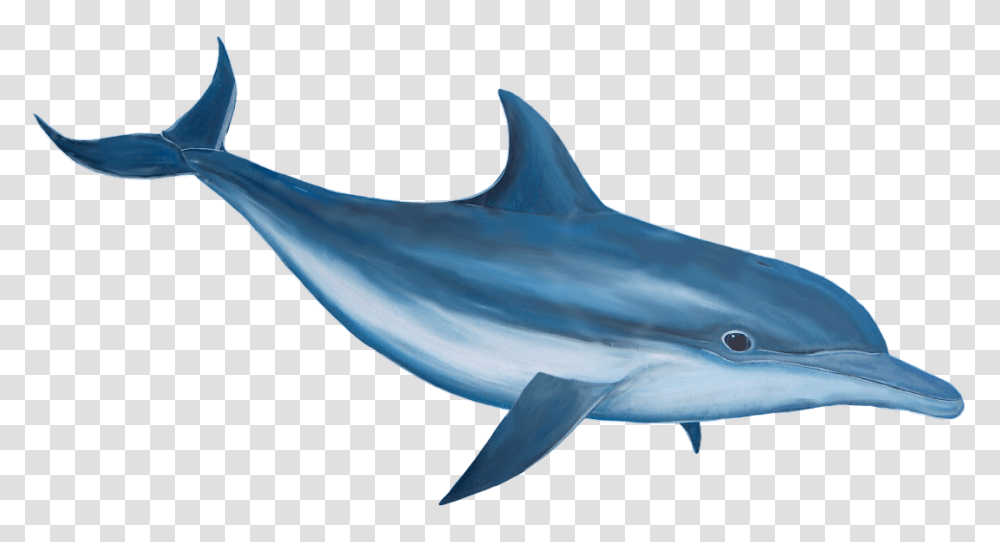 Dolphin Image Free Download, Shark, Sea Life, Fish, Animal Transparent Png