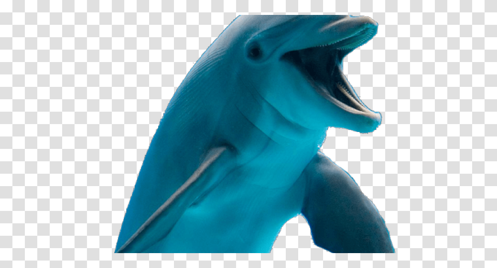 Dolphin Images, Mammal, Sea Life, Animal Transparent Png