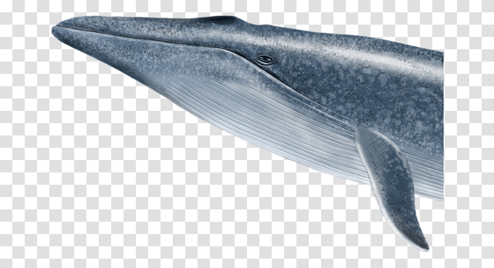 Dolphin Img Blue Whale, Mammal, Sea Life, Animal, Beluga Whale Transparent Png
