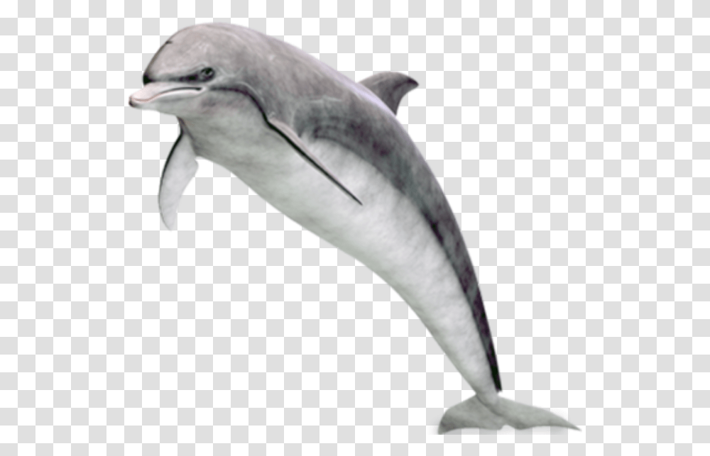 Dolphin Jumping Image Free Dolphin, Bird, Animal, Mammal, Sea Life Transparent Png