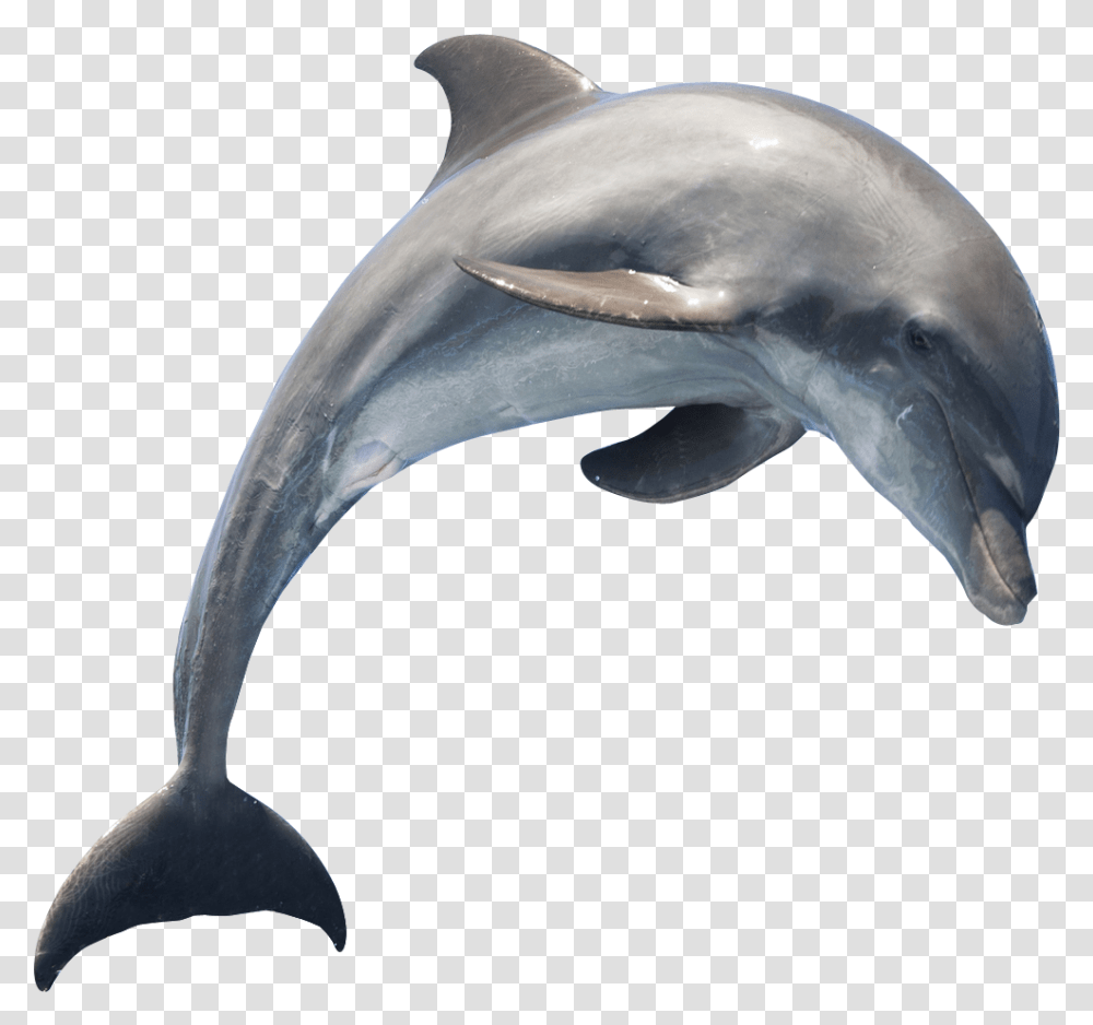 Dolphin, Mammal, Sea Life, Animal, Axe Transparent Png