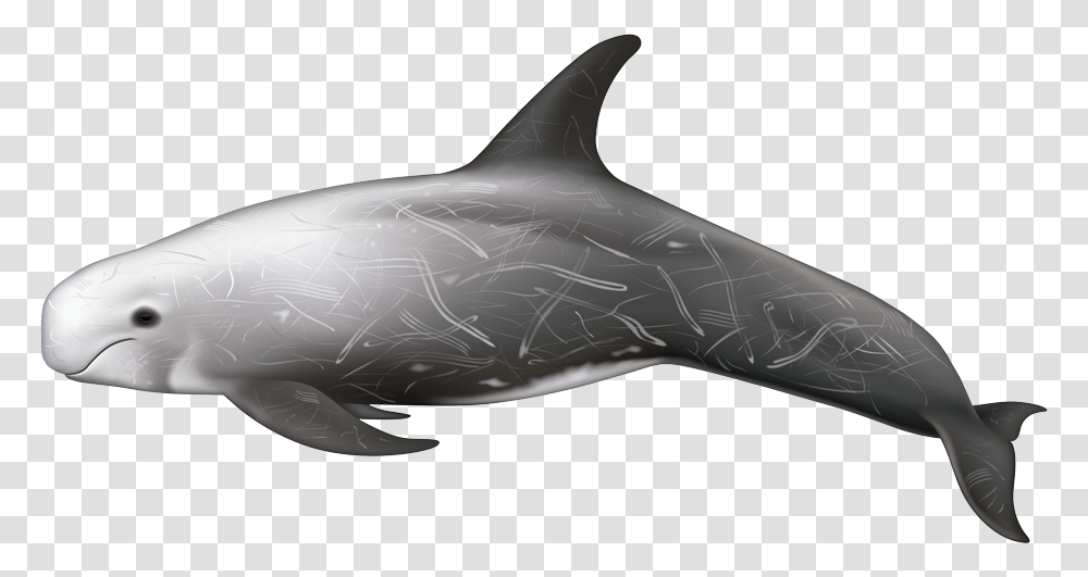 Dolphin, Mammal, Sea Life, Animal, Shark Transparent Png