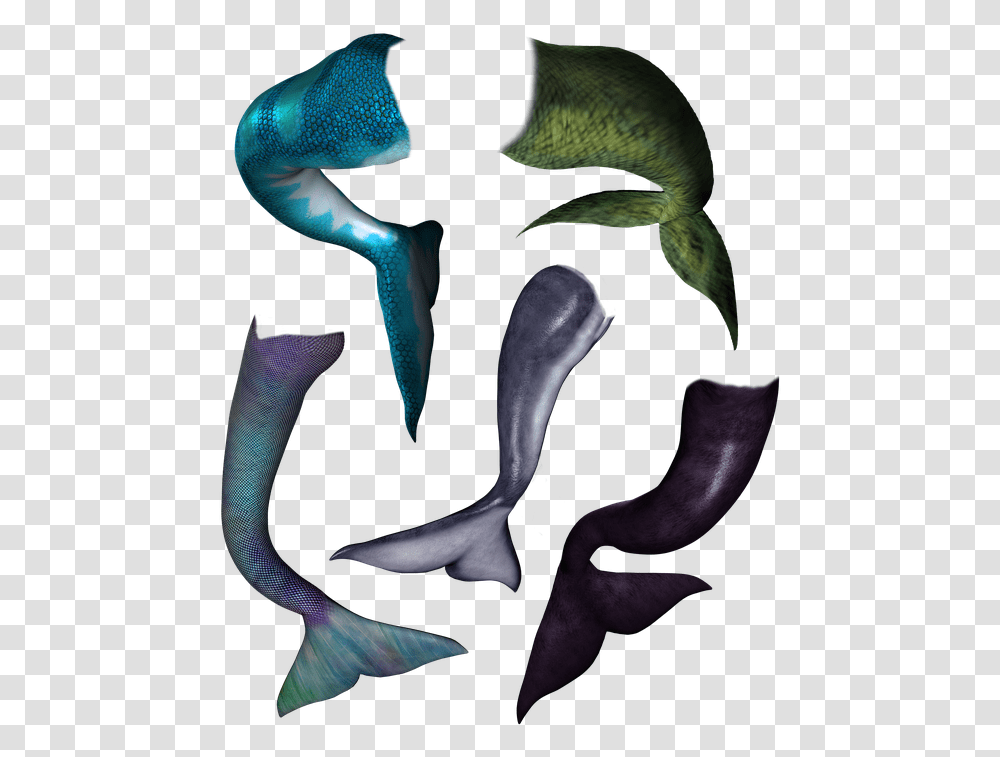Dolphin Mermaid Tail, Sea Life, Animal, Person, Human Transparent Png