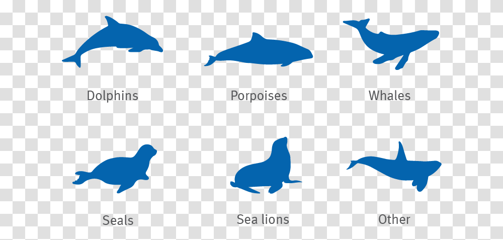 Dolphin Porpoise Whale Seal And Sea Lion Silhouettes, Animal, Sea Life, Mammal, Bird Transparent Png