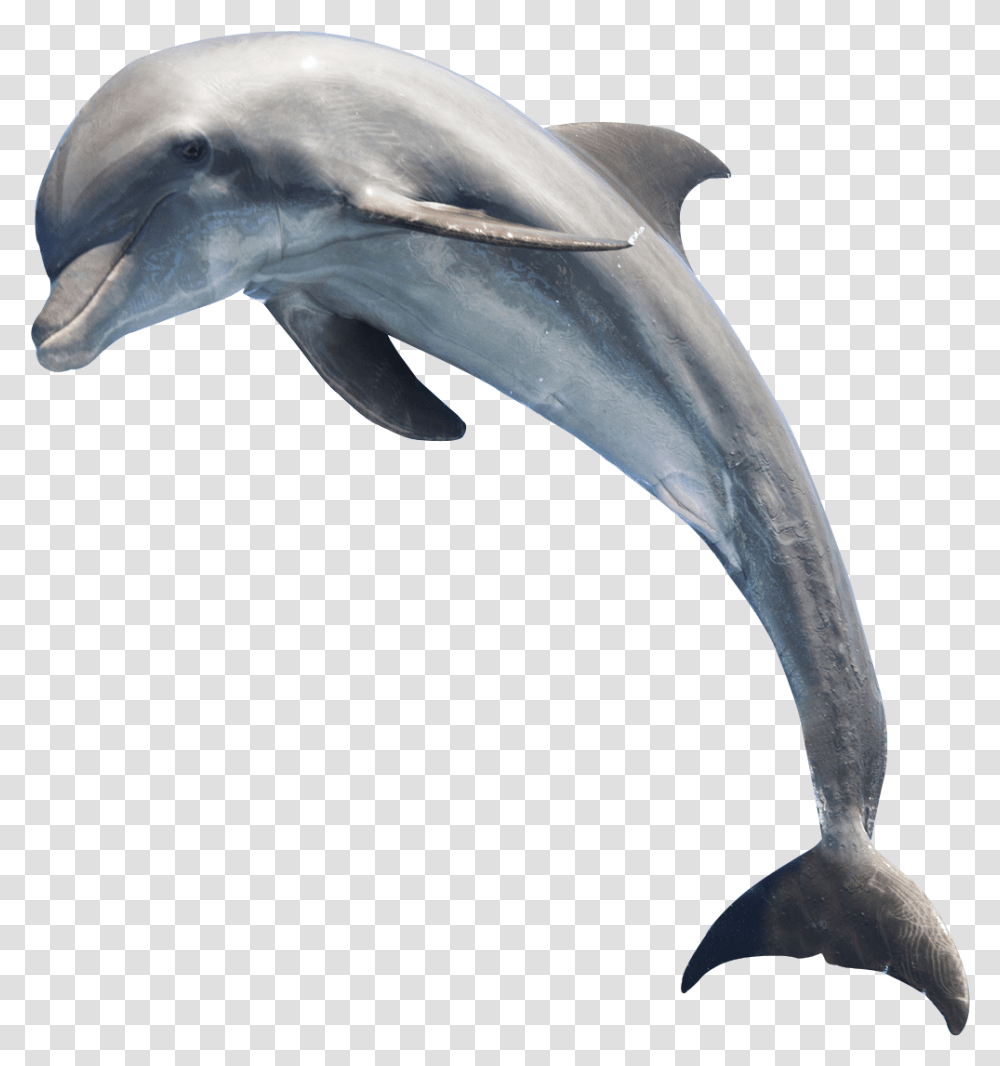 Dolphin, Sea Life, Animal, Mammal, Bird Transparent Png