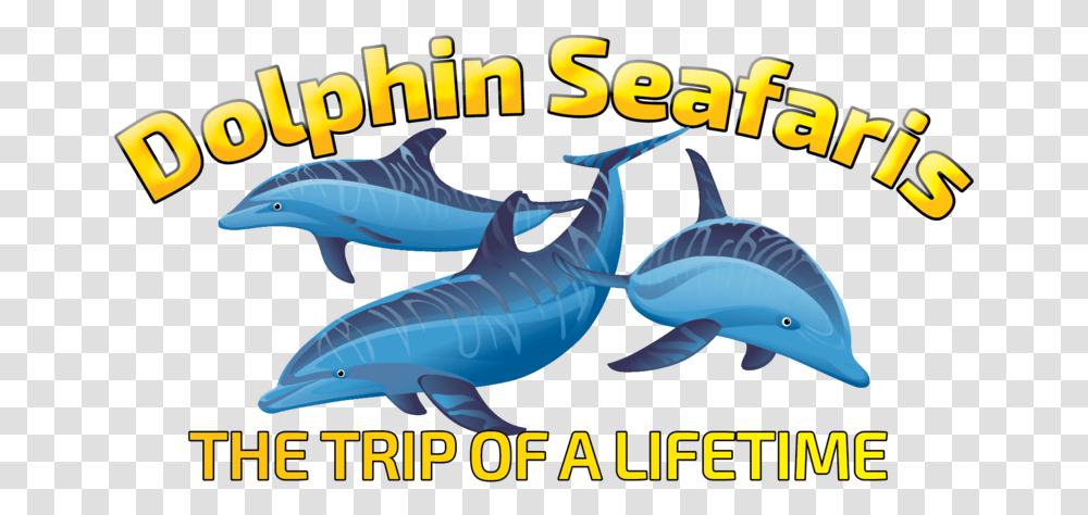 Dolphin Seafaris, Sea Life, Animal, Mammal, Fish Transparent Png