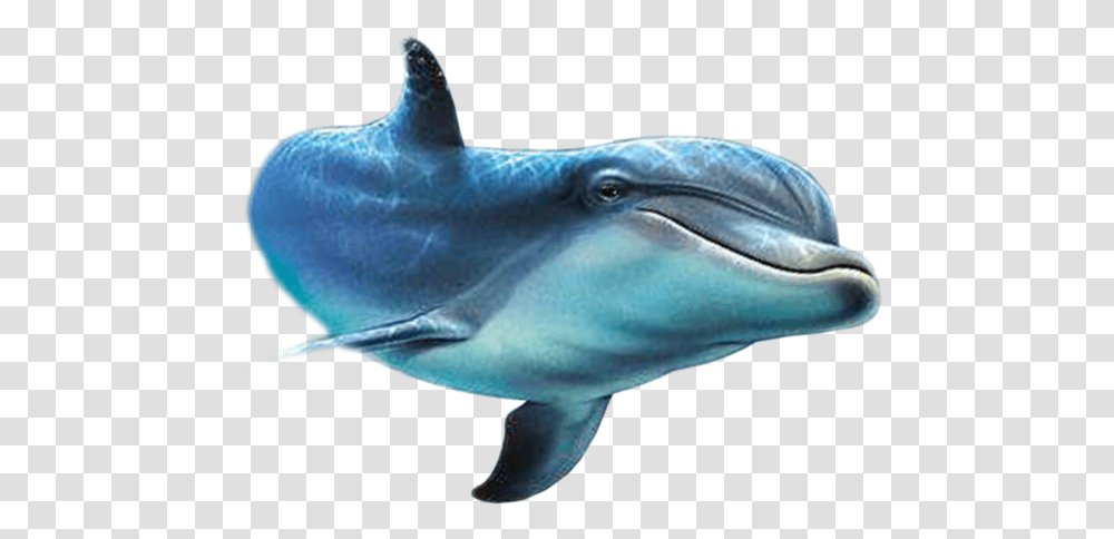 Dolphin, Shark, Sea Life, Fish, Animal Transparent Png