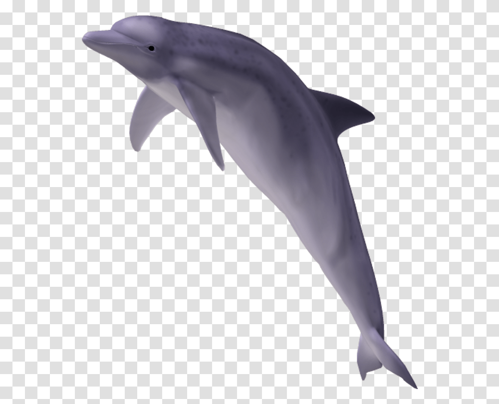 Dolphin Tail For Free On Mbtskoudsalg Dolphin, Axe, Tool, Mammal, Sea Life Transparent Png
