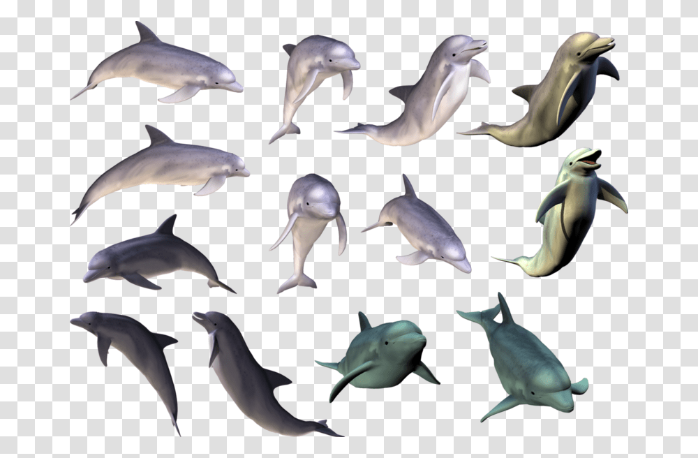 Dolphin Tricks Hd, Mammal, Sea Life, Animal, Bird Transparent Png
