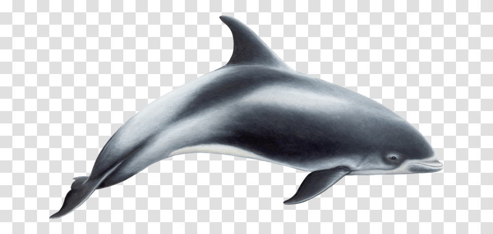 Dolphin White Beaked Dolphin, Mammal, Sea Life, Animal, Shark Transparent Png