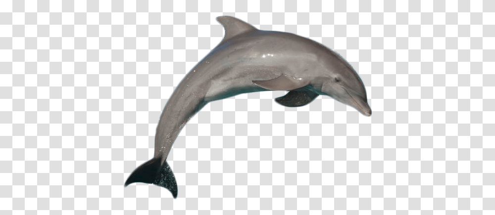 Dolphin With No Background, Sea Life, Animal, Shark, Fish Transparent Png