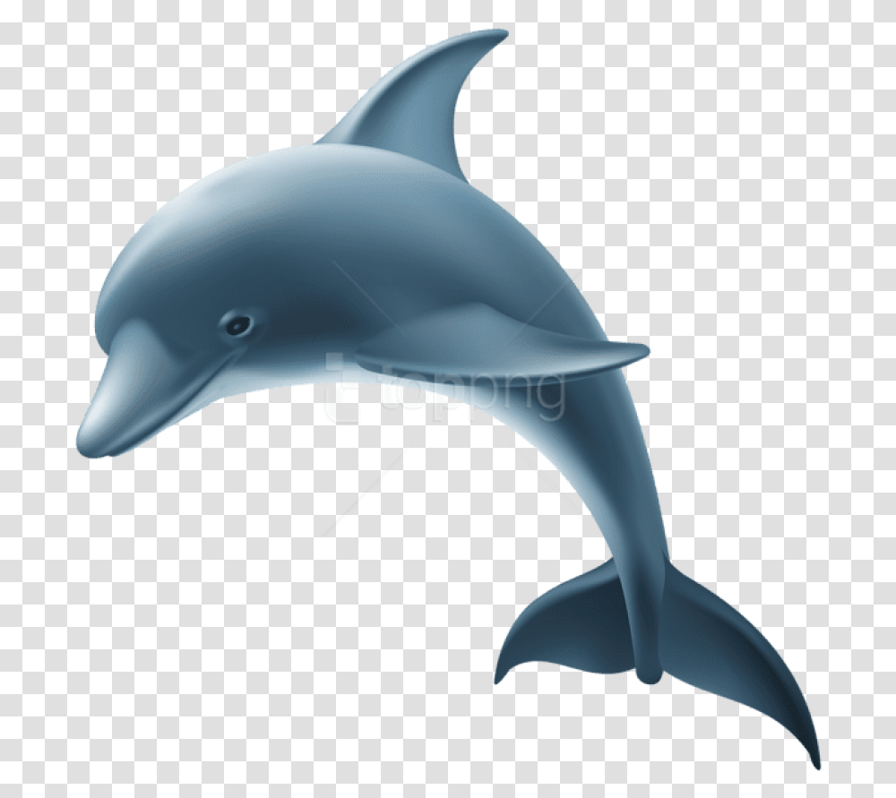 Dolphincommon Bottlenose Dolphinbottlenose Dolphinshort Dolphin Images, Mammal, Sea Life, Animal, Helmet Transparent Png