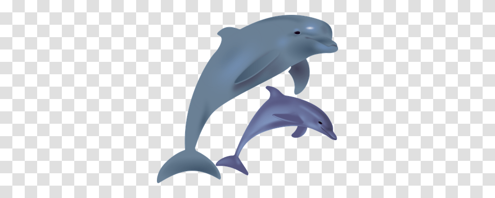 Dolphins Animals, Mammal, Sea Life, Whale Transparent Png