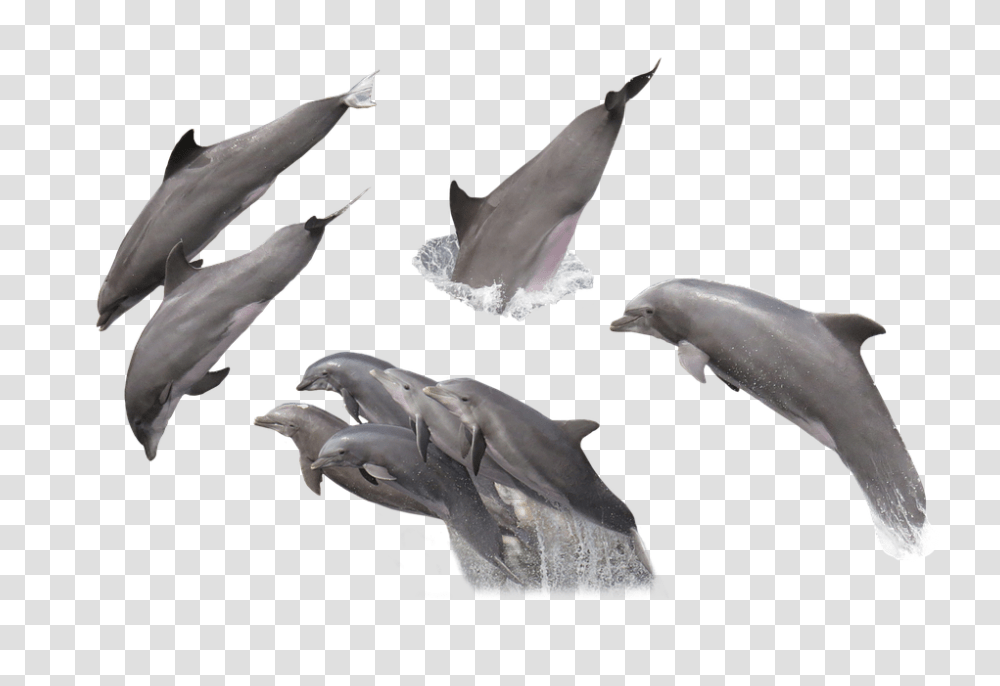 Dolphins 960, Animals, Sea Life, Mammal, Fish Transparent Png