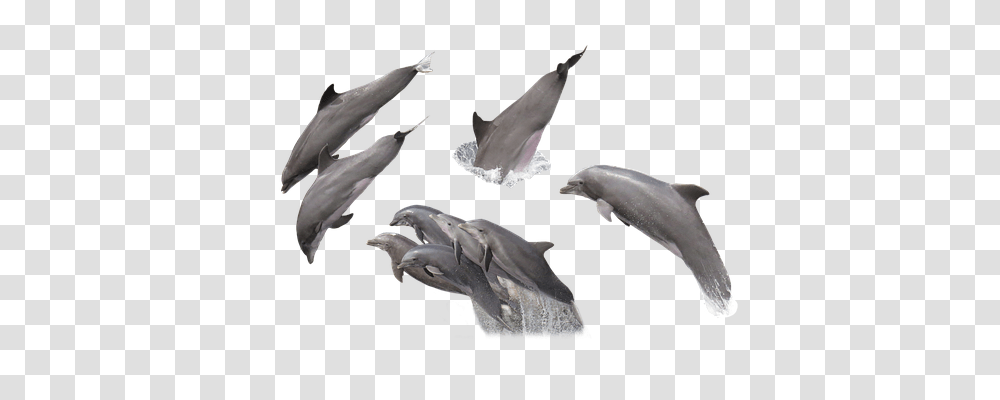 Dolphins Animals, Sea Life, Mammal, Fish Transparent Png