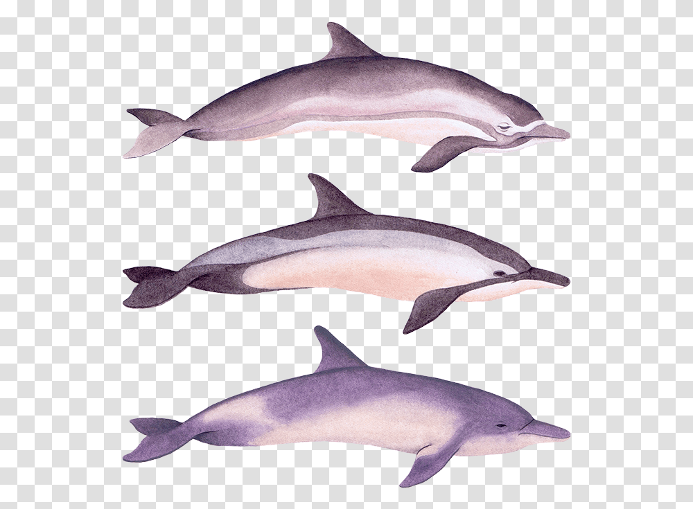 Dolphins Common Bottlenose Dolphin, Animal, Sea Life, Mammal Transparent Png