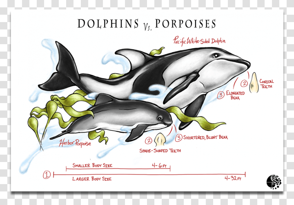 Dolphins Vs Porpoise Killer Whale, Mammal, Sea Life, Animal Transparent Png