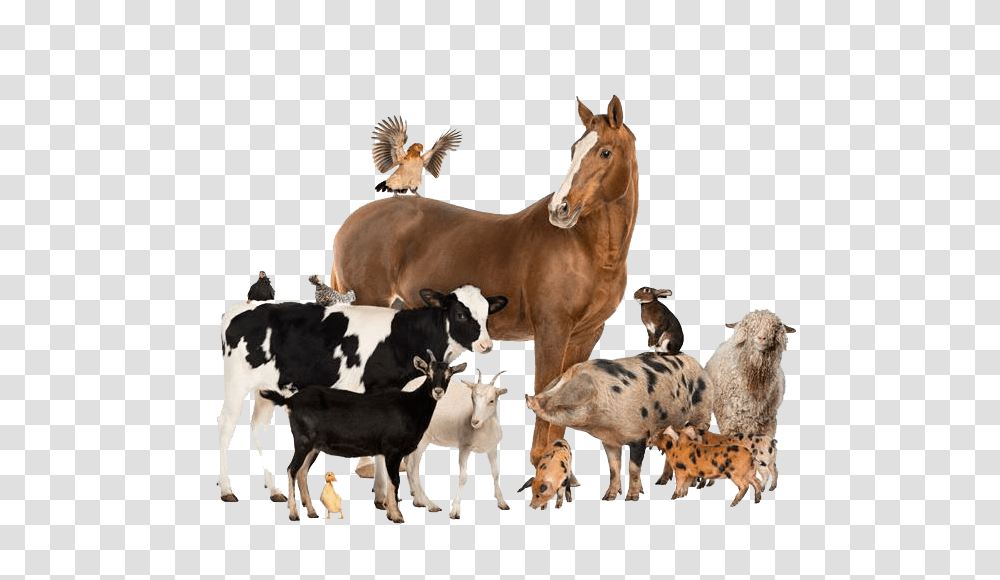 Domestic Animals Group Of Different Animals, Cow, Cattle, Mammal, Person Transparent Png