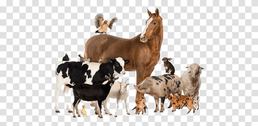 Domestic Animals Group Of Different Animals, Cow, Cattle, Mammal, Person Transparent Png