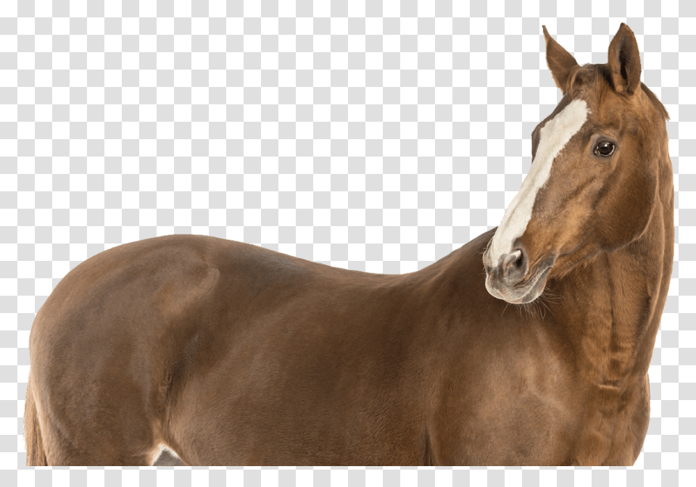 Domestic Animals Images Hd, Colt Horse, Mammal, Foal, Antelope Transparent Png