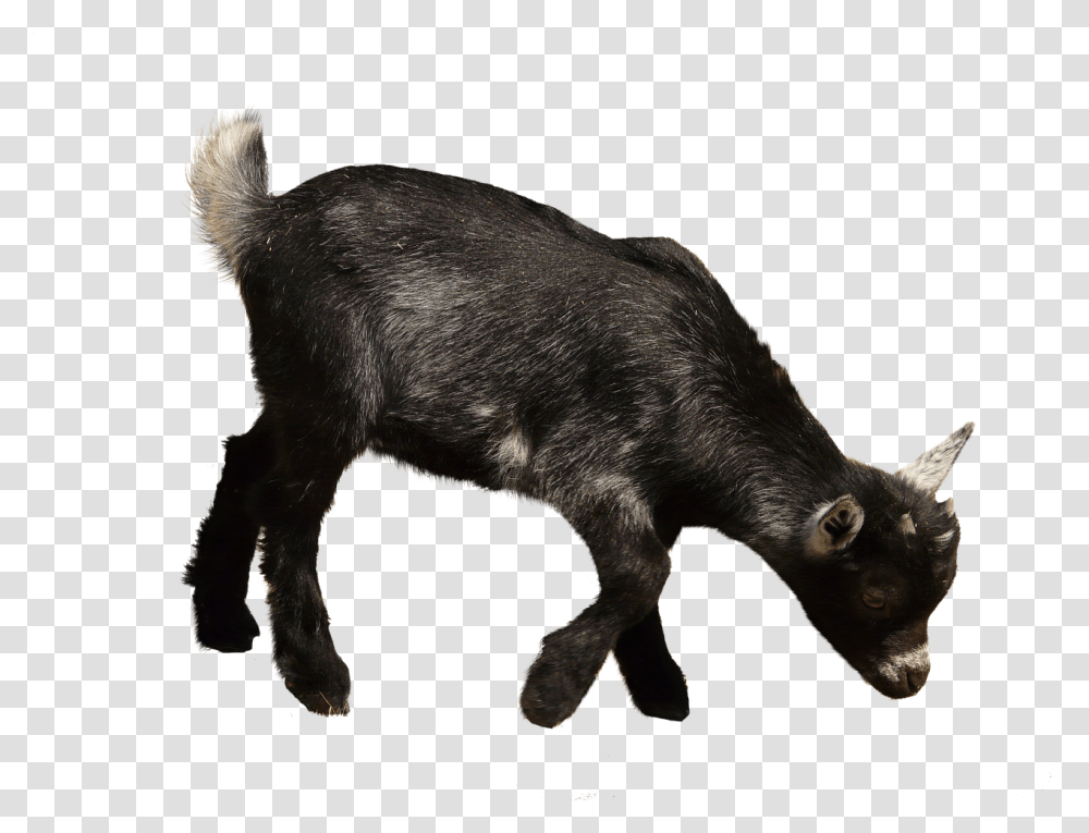Domestic Goat Livestock Goat, Pig, Mammal, Animal, Hog Transparent Png