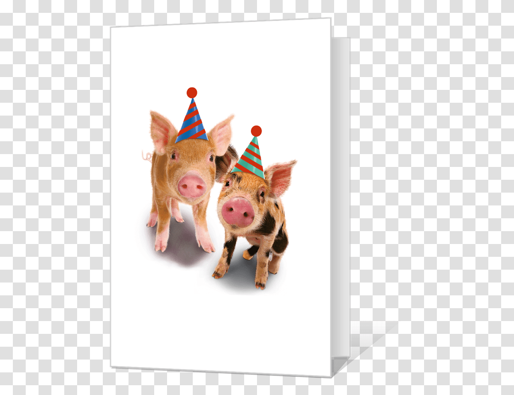 Domestic Pig, Apparel, Party Hat, Dog Transparent Png