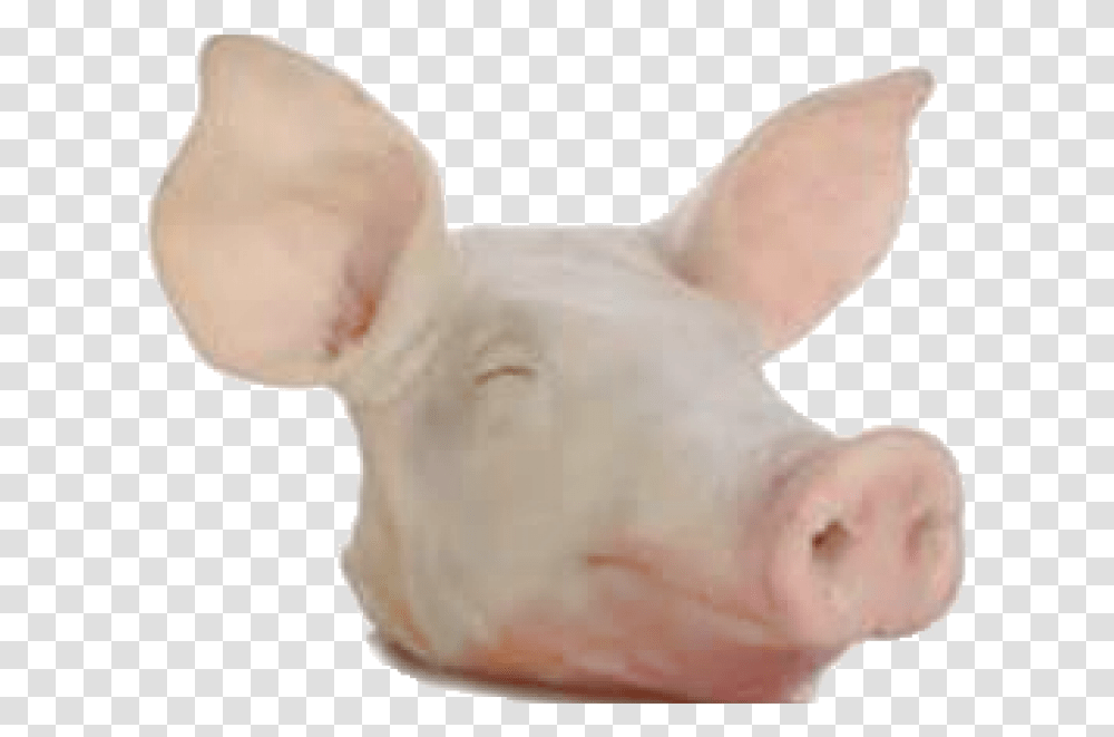 Domestic Pig Download Pig Head, Heel, Mammal, Animal, Aardvark Transparent Png
