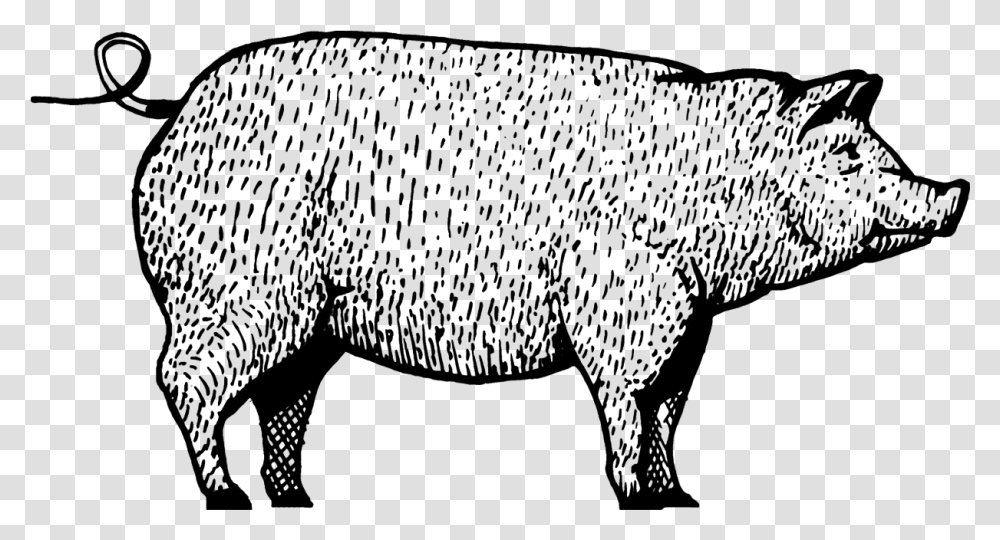 Domestic Pig, Gray, World Of Warcraft Transparent Png