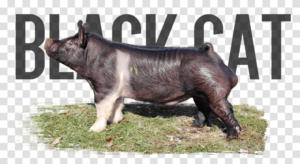 Domestic Pig, Hog, Mammal, Animal, Boar Transparent Png