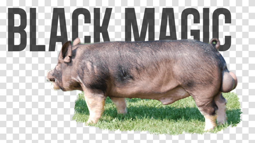 Domestic Pig, Mammal, Animal, Hog, Boar Transparent Png
