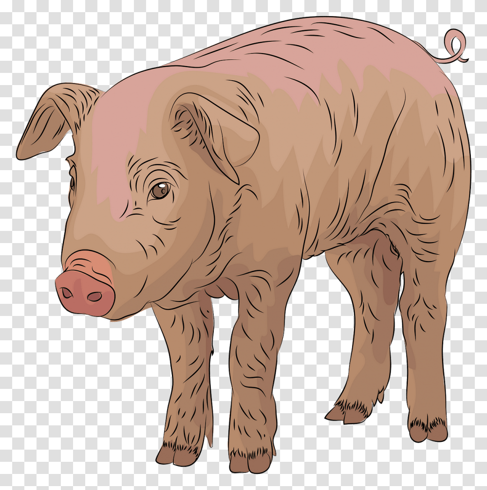 Domestic Pig, Mammal, Animal, Hog, Elephant Transparent Png