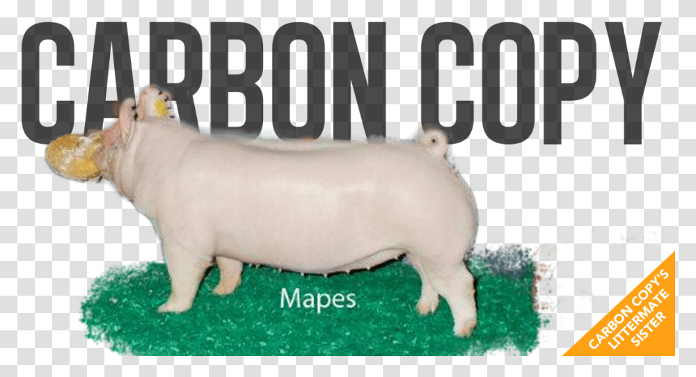 Domestic Pig, Mammal, Animal, Hog, Piggy Bank Transparent Png