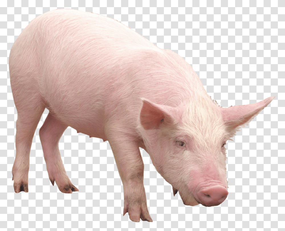 Domestic Pig Pig Transparent Png