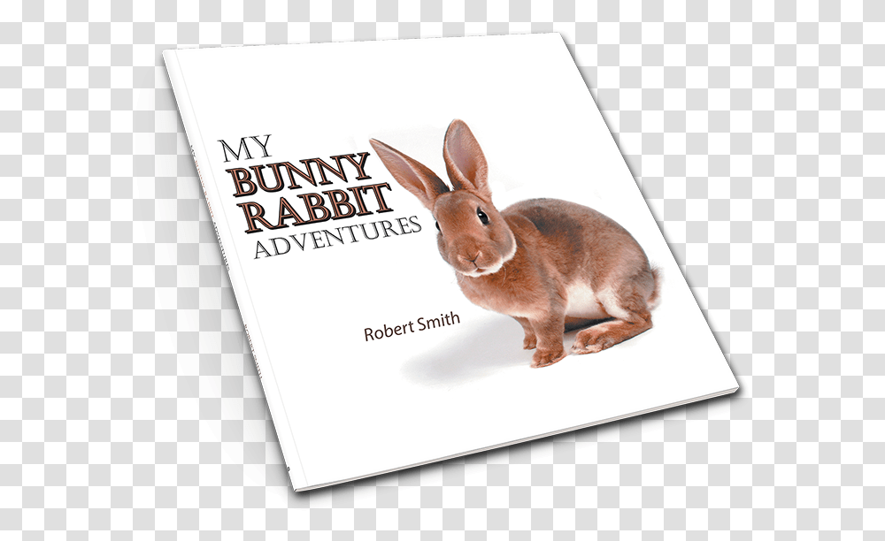 Domestic Rabbit, Animal, Mammal, Rodent, Bunny Transparent Png