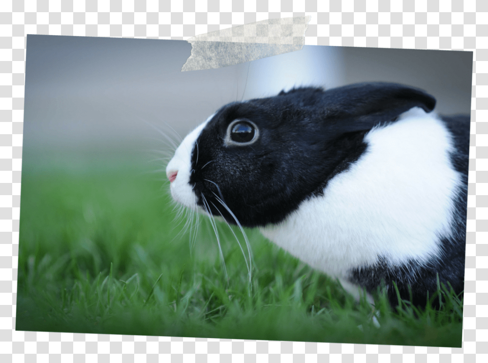 Domestic Rabbit, Hare, Rodent, Mammal, Animal Transparent Png