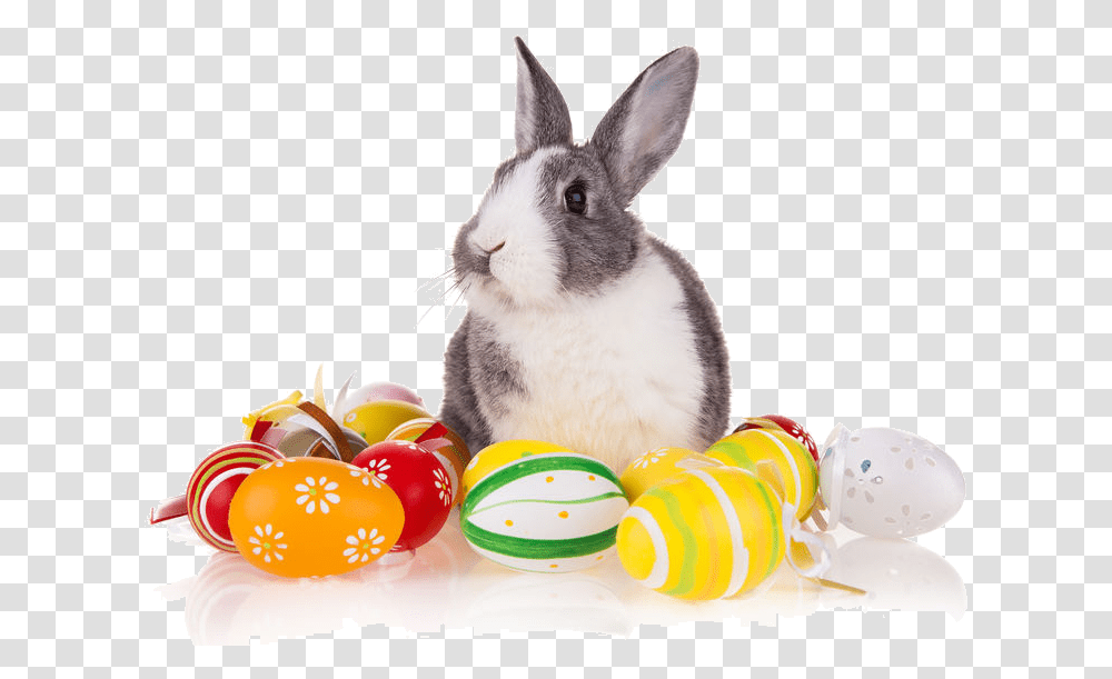 Domestic Rabbit, Mammal, Animal, Food, Egg Transparent Png
