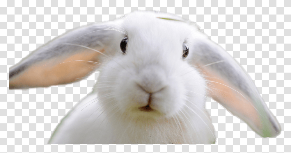 Domestic Rabbit, Rodent, Mammal, Animal, Cat Transparent Png
