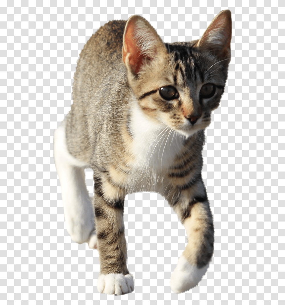 Domestic Short Haired Cat, Abyssinian, Pet, Mammal, Animal Transparent Png