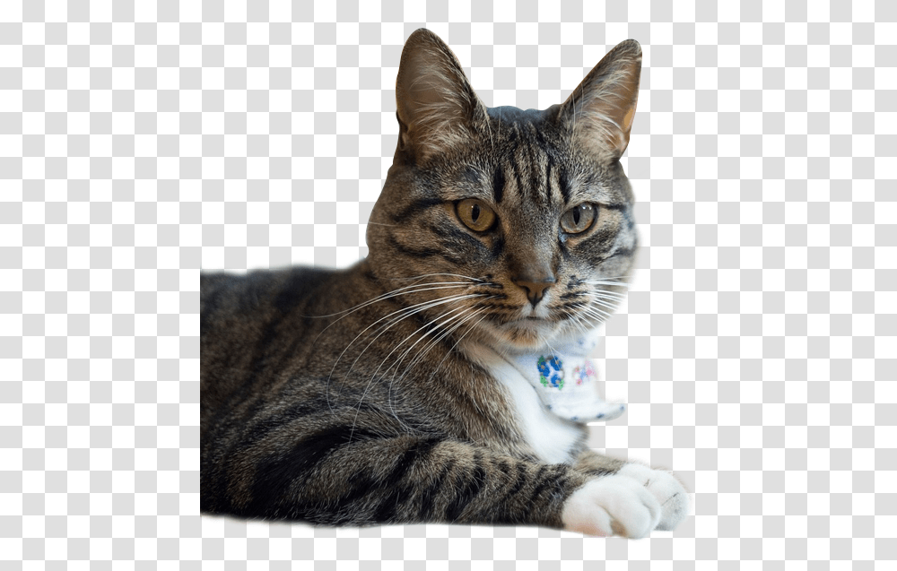 Domestic Short Haired Cat, Abyssinian, Pet, Mammal, Animal Transparent Png
