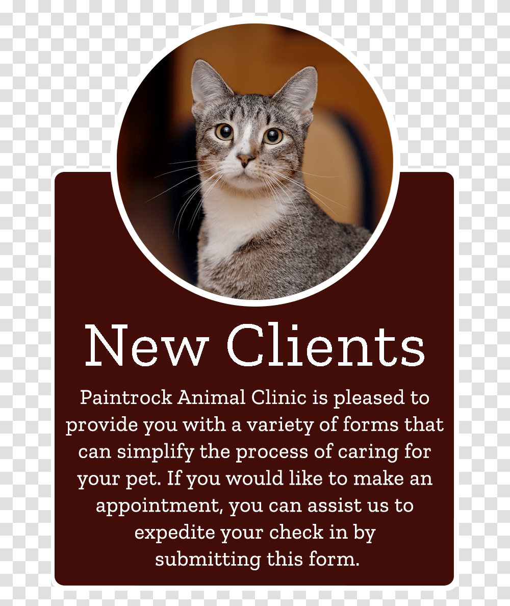 Domestic Short Haired Cat, Advertisement, Poster, Flyer, Paper Transparent Png
