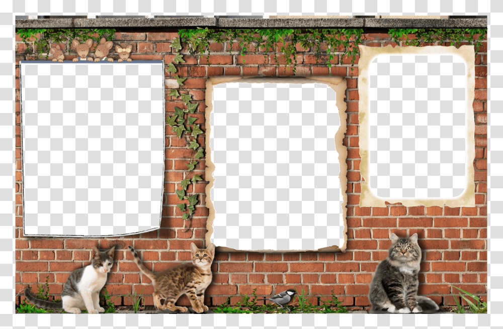 Domestic Short Haired Cat, Brick, Wall, Animal, Ruins Transparent Png