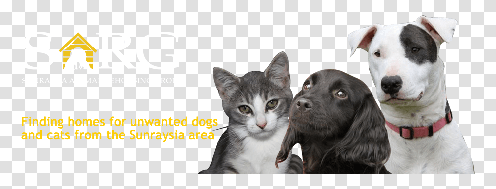 Domestic Short Haired Cat, Dog, Pet, Canine, Animal Transparent Png