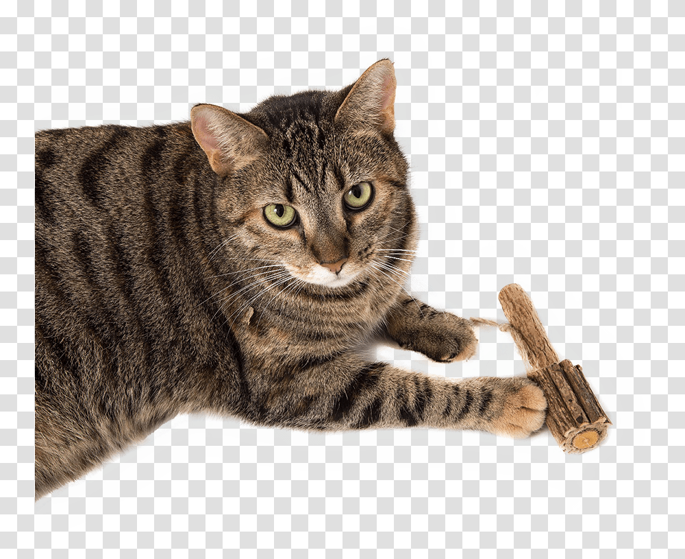 Domestic Short Haired Cat, Manx, Pet, Mammal, Animal Transparent Png