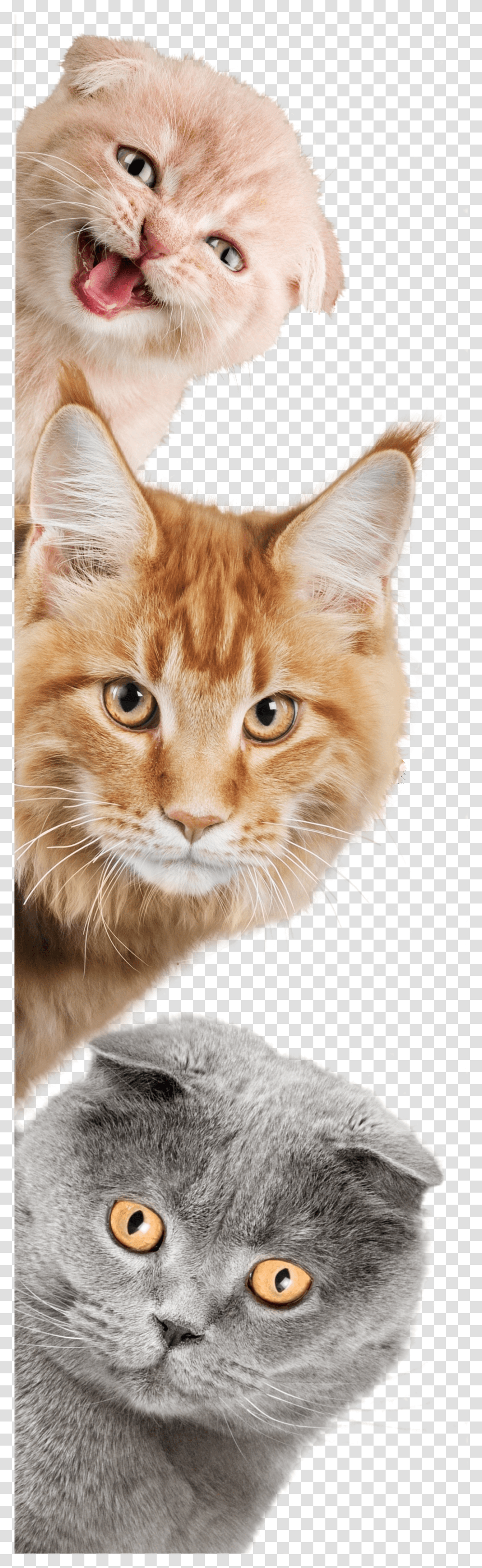 Domestic Short Haired Cat, Manx, Pet, Mammal, Animal Transparent Png