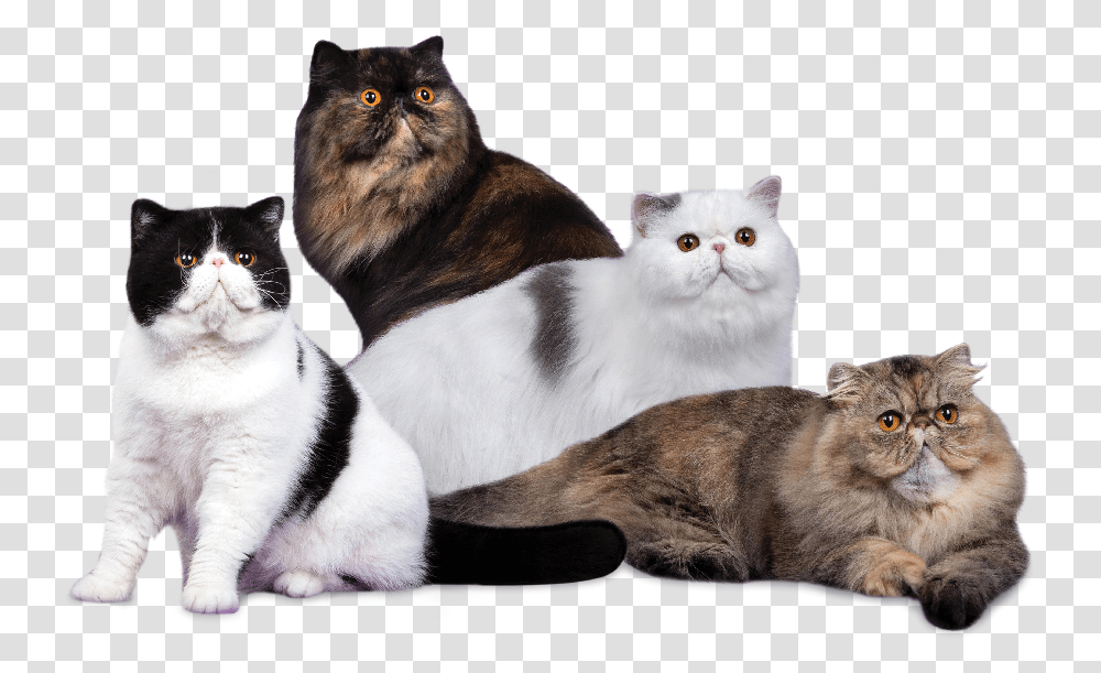 Domestic Short Haired Cat, Manx, Pet, Mammal, Animal Transparent Png