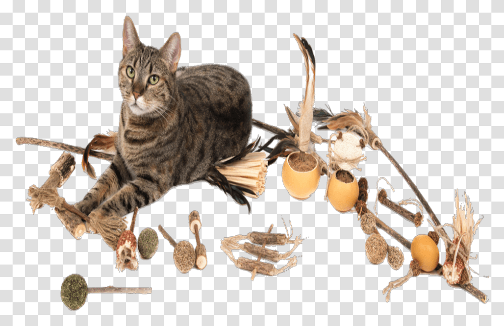 Domestic Short Haired Cat, Pet, Mammal, Animal, Grain Transparent Png