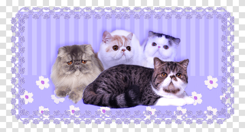 Domestic Short Haired Cat, Pet, Mammal, Animal, Kitten Transparent Png